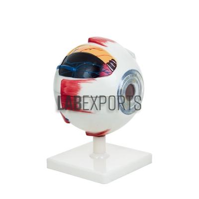 Human Eye Model, Enlarged 5 Times