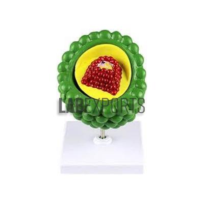 Aids Virus