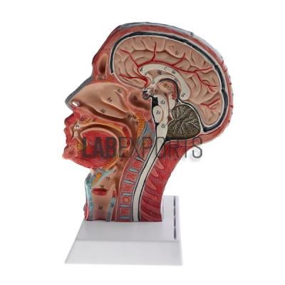 Human Head And Neck Anatomy Model