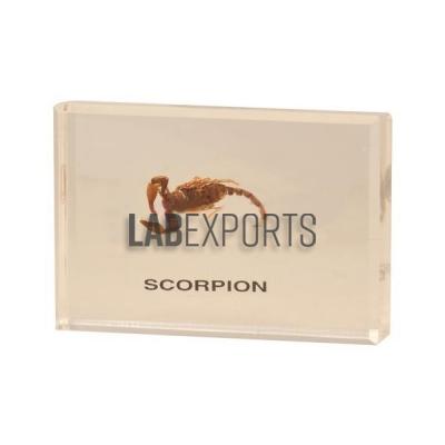 Scorpion