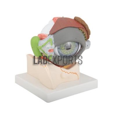 Human Eye Model with Eyelids