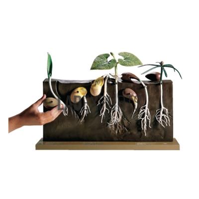 Comparitive Germination Model