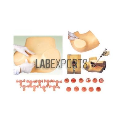 Gynecological Examination Model