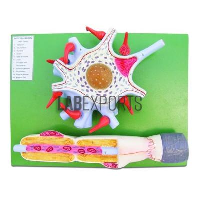 Neuron Anatomy Model