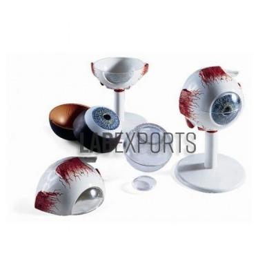 Human Eye kit Model (Functional)