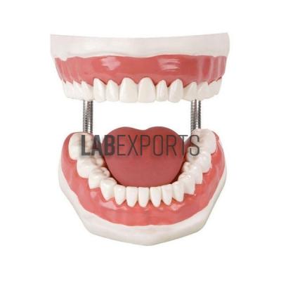 Human Teeth Model, Dental Care