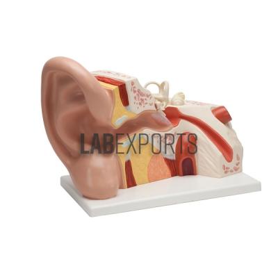 Human Ear Giant 5X Anatomy Model
