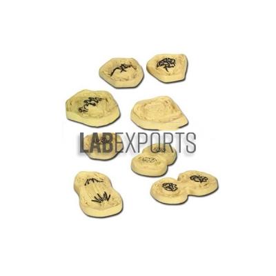 Animal Cell Mitosis Zoology Model Set Of 8