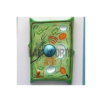 Plant Cell Microscopic