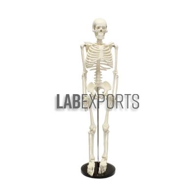Human Skeleton Small