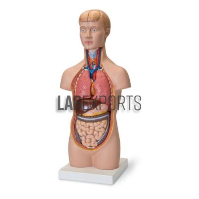 Human Anatomy Torso 12 Parts