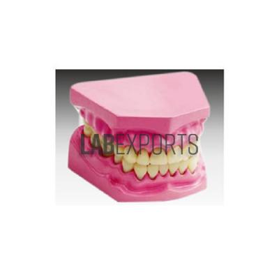 Human Teeth Model, Dental Care, Small
