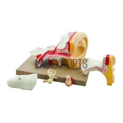 Human Ear 4x Anatomy Model