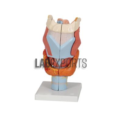 Human Larynx Anatomy Model