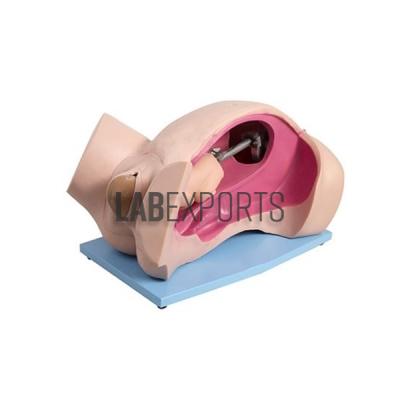 Leopold Maneuvers Simulator