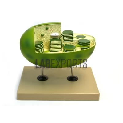 Model, Plant, Chloroplast