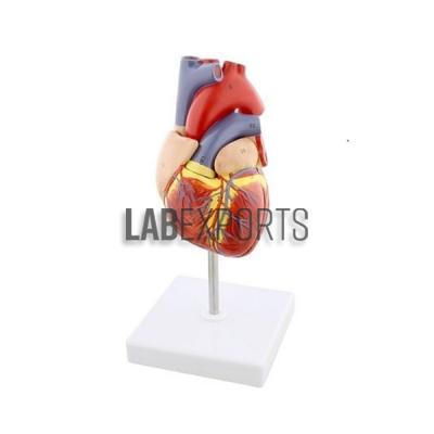 Human Heart 2 Parts Anatomy Model