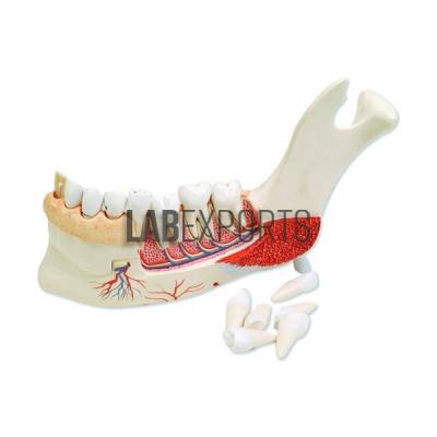 Human Teeth Model, Lower Jaw