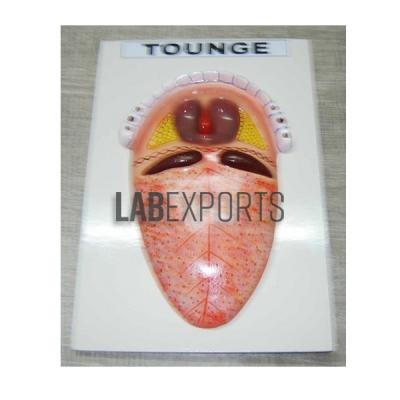 Human Tongue Model