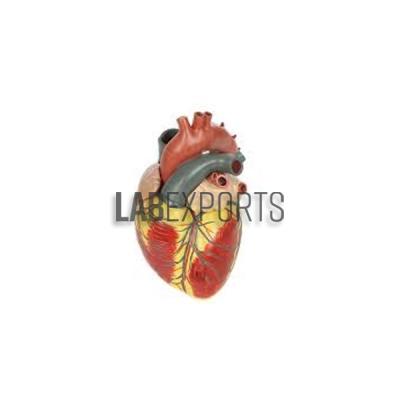 Human Heart 3 Times Life Size Anatomy Model