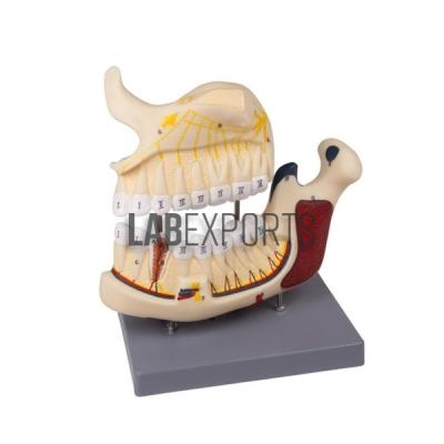 Human Teeth Model, Upper and Lower Jaw