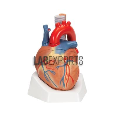 Human Heart Anatomy Model