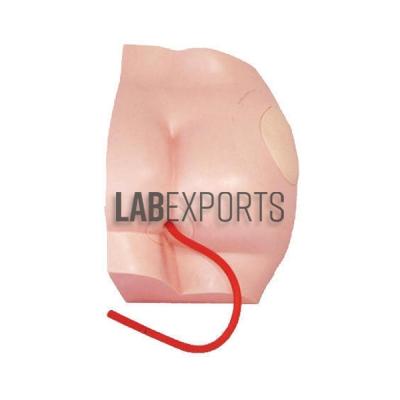 Buttock Injection Model