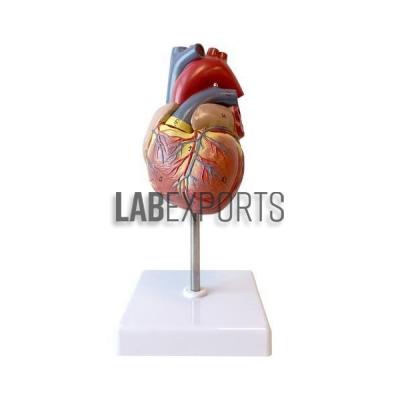 Human Heart, Economy Anatomy Model