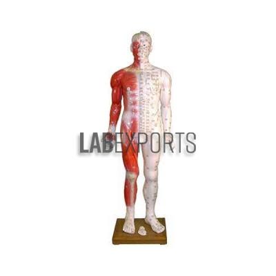Acupuncture Model 84 Cm., Deluxe