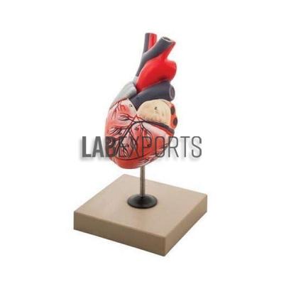 Human Heart, 3 Parts Anatomy Model