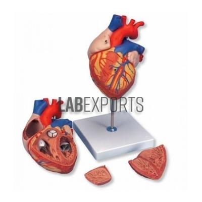 Human Heart, 4 Parts Anatomy Model