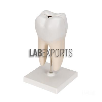 Human Teeth Model, Lower Molar with One Root