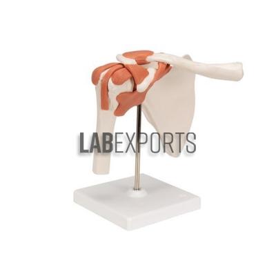 Human Shoulder Joint Model
