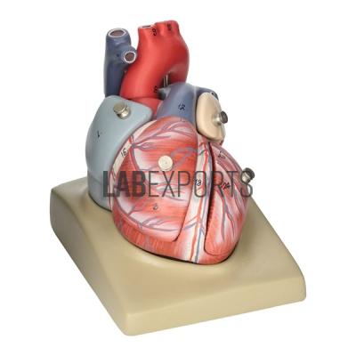 Human Heart 7 Parts Anatomy Model