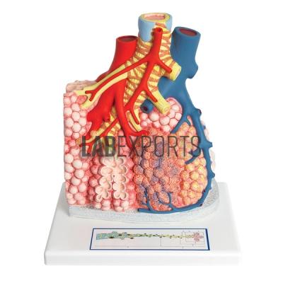 Lobule Of The Lung Anatomy Model