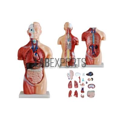 Human Anatomy Torso 18