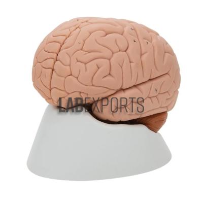 Human Brain Model, 2 Parts