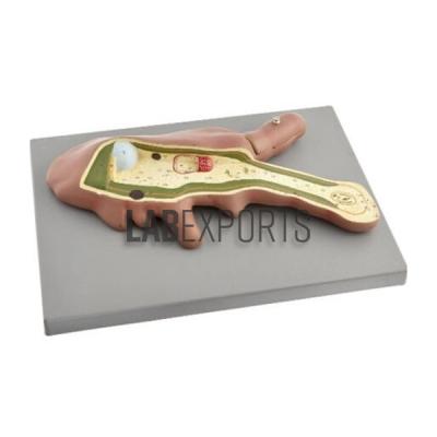 Amoeba Model - Zoology Anatomy Model