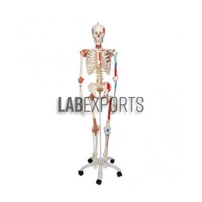 Human Muscular Skeleton