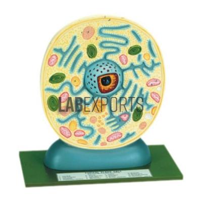 Typical Plant Cell
