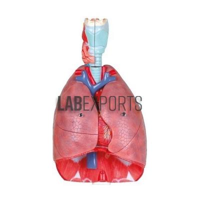 Human Lungs Anatomy Model