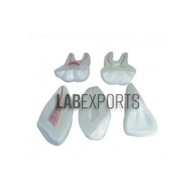 Human Tooth Set