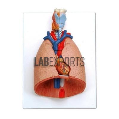 Human Lungs And Heart Anatomy Model
