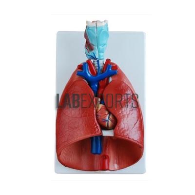 Human Lung With Larynx And Heart Anatomy Model