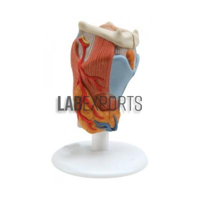 Human Larynx Anatomy Model