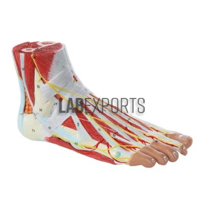 Anatomy Of The Foot Anatomy Model