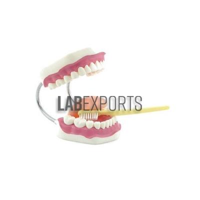 Dental Hygiene Anatomy Model