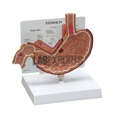 Human Stomach Anatomy Model