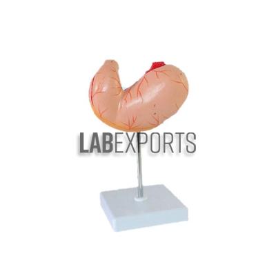Human Stomach Anatomy Model Economy