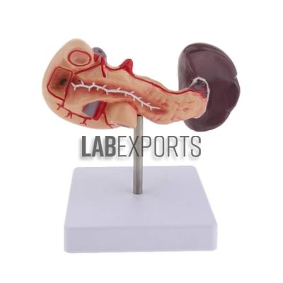 Human Pancreas, Duodenum And Spleen Anatomy Model